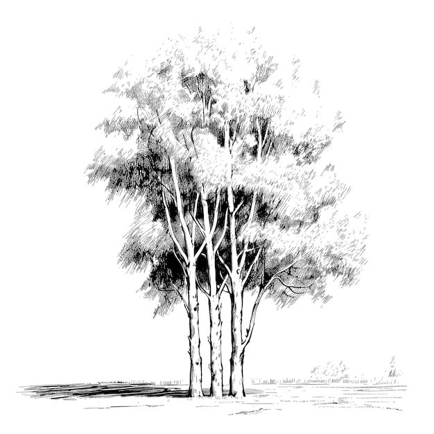 Bosquejo dibujado a mano ilustración del árbol de álamo