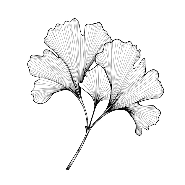Bosquejo Dibujado A Mano Ilustración De Hoja De Ginkgo