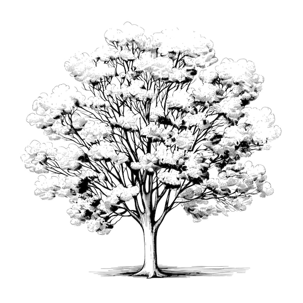 Bosquejo Dibujado A Mano Ilustración Del Árbol Ginkgo