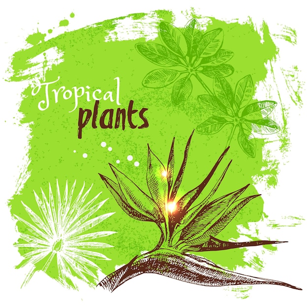 Bosquejo dibujado a mano plantas tropicales fondo ilustración vectorial