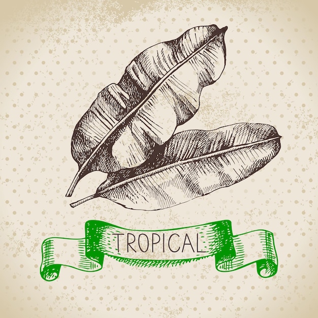 Bosquejo dibujado a mano plantas tropicales fondo vintage Ilustración vectorial