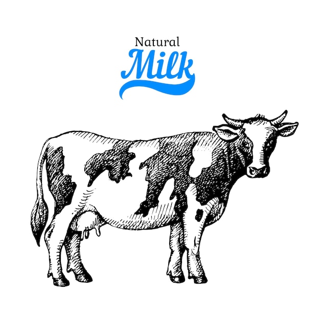 Bosquejo dibujado a mano productos lácteos fondo Vector ilustración vintage en blanco y negro de vaca