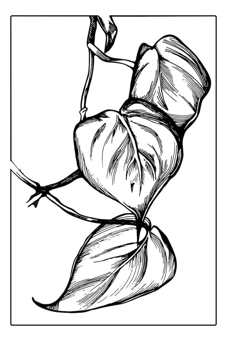 Vector bosquejo de dibujo a mano de planta transparente gráfica flor de estilo de tinta negra con marco