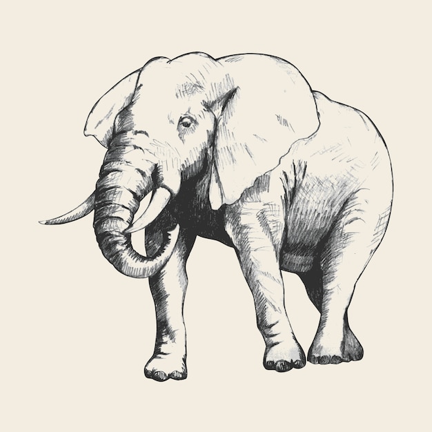 Vector bosquejo del elefante