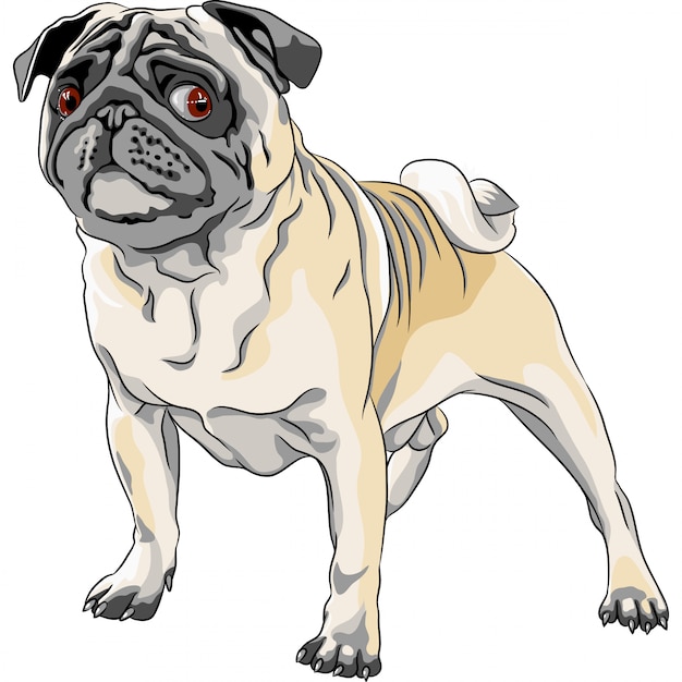 Vector bosquejo enojado perro raza pug