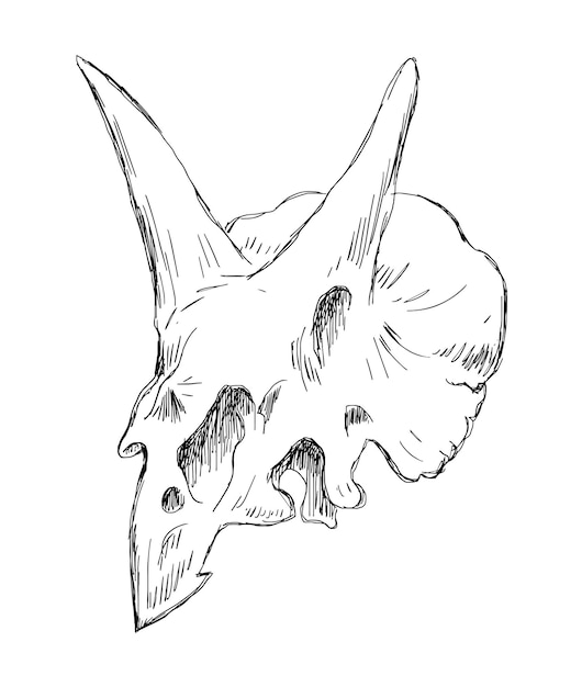 Bosquejo del esqueleto del cráneo del triceratops del lagarto cornudo encapuchado