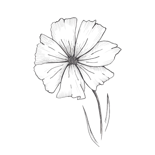 Bosquejo de flores. Dibujado a mano sola flor negra aislada sobre fondo blanco.