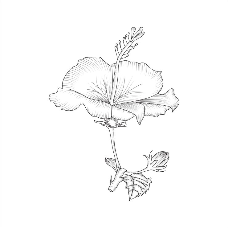 Bosquejo de flores rosas de China dibujado a mano para colorear página