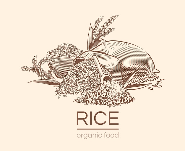 Bosquejo de fondo de arroz. Planta agrícola, semillas de arroz orgánico dibujado a mano vintage y saco de granos.