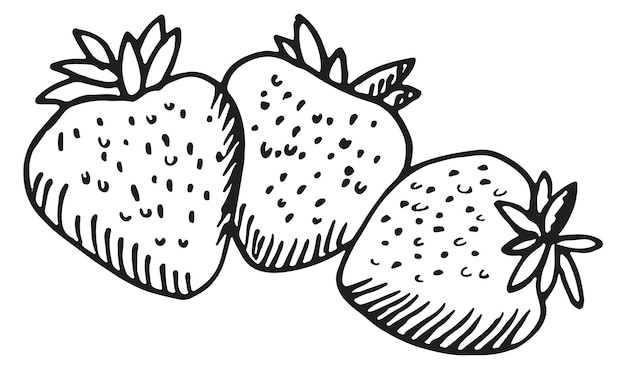 Bosquejo de fresas dulces bayas de verano icono dibujado
