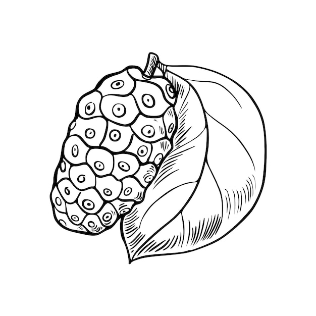 Bosquejo de la fruta de noni