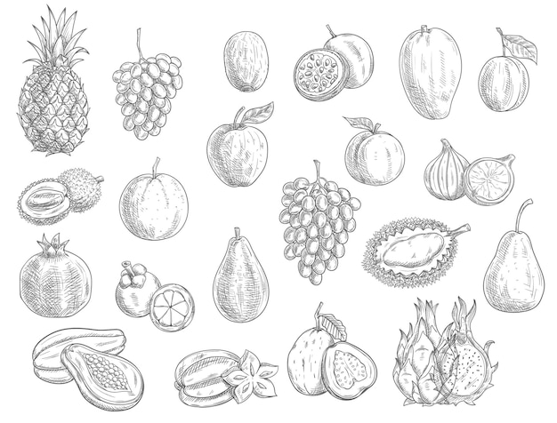 Bosquejo, frutas, aislado, iconos, ilustración