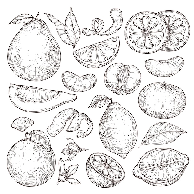 Bosquejo de frutas cítricas. Dibujado a mano pomelo mandarina naranja, jugosas plantas tropicales aisladas. Ilustración de vector de flor de flor de limón vintage. Boceto dibujado saludable de limón y frutas ácidas