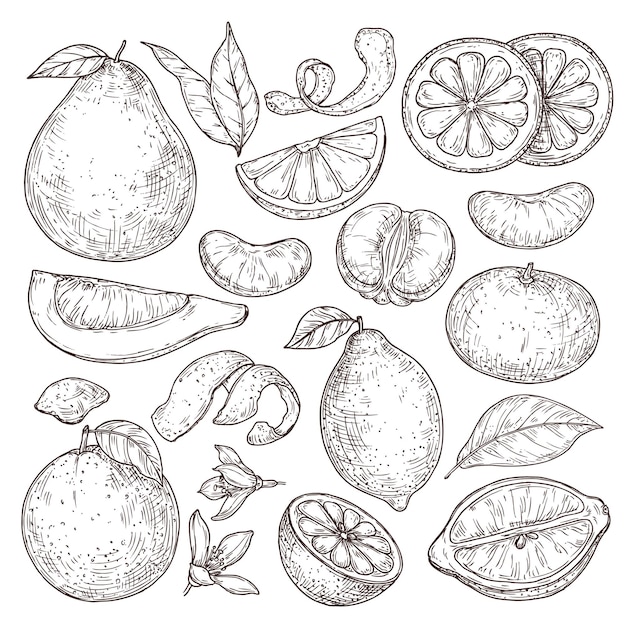 Bosquejo de frutas cítricas. Dibujado a mano pomelo mandarina naranja, jugosas plantas tropicales aisladas. Ilustración de vector de flor de flor de limón vintage. Boceto dibujado saludable de limón y frutas ácidas