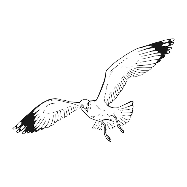Bosquejo de gaviotas voladoras Ilustración dibujada a mano convertida a vector Estilo de arte de línea aislado sobre fondo blanco