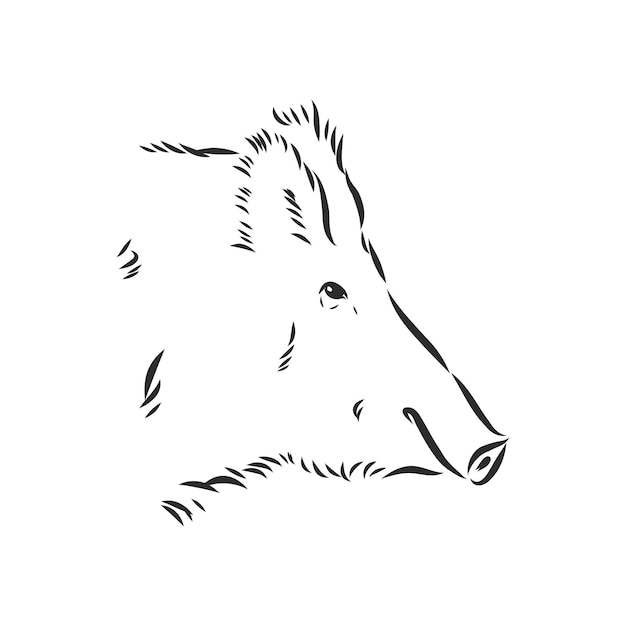 Bosquejo, grunge, jabalí, en, el, profile., Acción, vector, ilustración, jabalí
