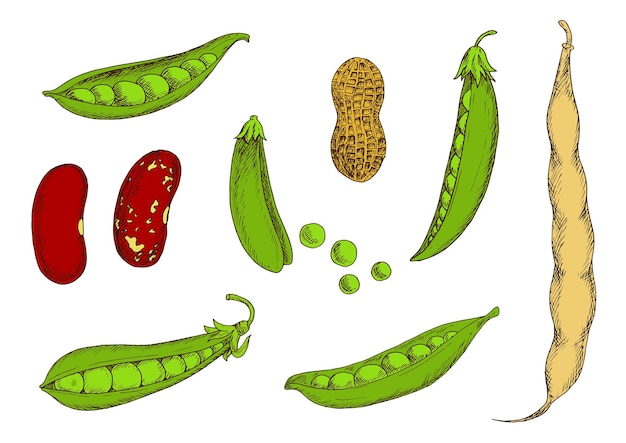 Bosquejo de guisantes y frijoles verdes dulces de maní