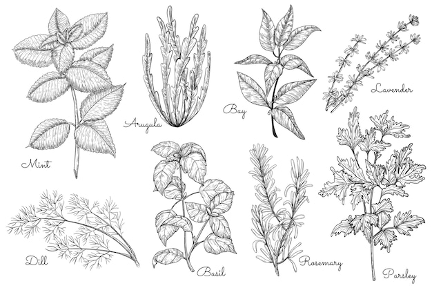 Bosquejo de hierbas. menta, rúcula, laurel, eneldo, albahaca, romero, perejil, lavanda diversidad de hierbas.