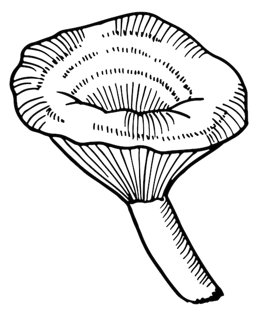 Vector bosquejo de hongo hongo dibujado a mano grabado agárico