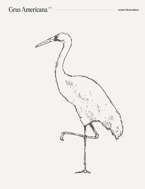Bosquejo de ilustración vectorial dibujado a mano realista de pájaro Grus Americana