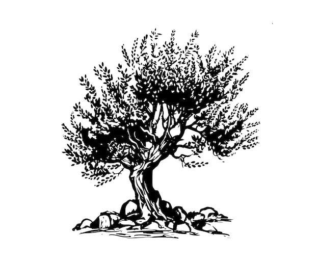 Bosquejo de ilustraciones dibujadas a mano de olivo Vector