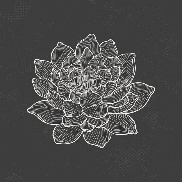 Bosquejo de loto con líneas finas y elegantes flor aislada sobre un fondo oscuro loto botánico de grabado vintage