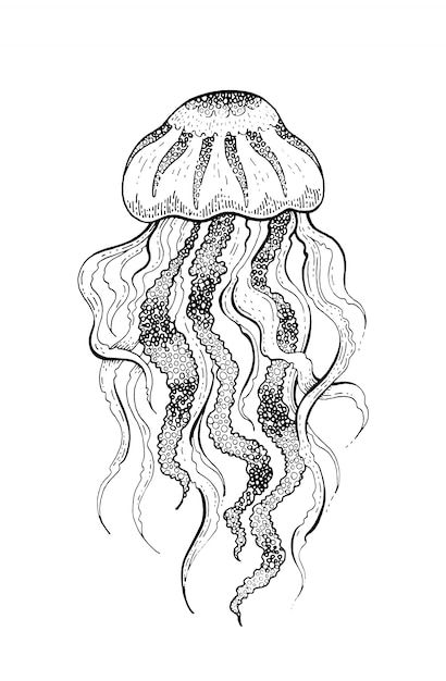 Vector bosquejo de medusas