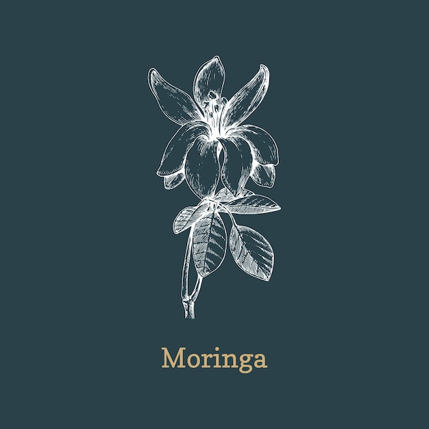 Bosquejo de Moringa en elemento de diseño vectorial Dibujo botánico en estilo de grabado Ilustración dibujada a mano de planta Officinalis