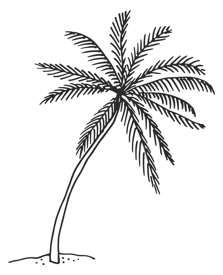 Vector bosquejo de palma árbol tropical en crecimiento en estilo dibujado a mano