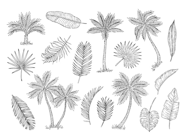 Bosquejo de palmera. Árboles de la selva tropical y exóticas hojas de palmera dibujo a mano vintage conjunto aislado
