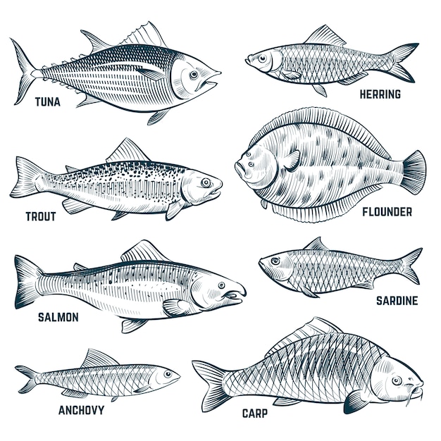 Bosquejo de peces. Trucha y carpa, atún y arenque, lenguado y anchoa.