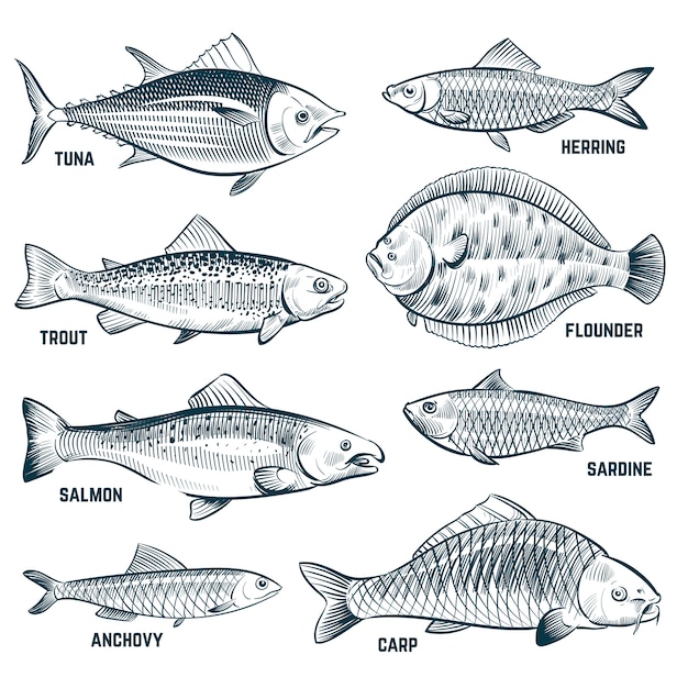 Vector bosquejo de peces. trucha y carpa, atún y arenque, lenguado y anchoa.