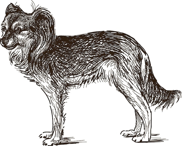 Vector bosquejo de perro faldero