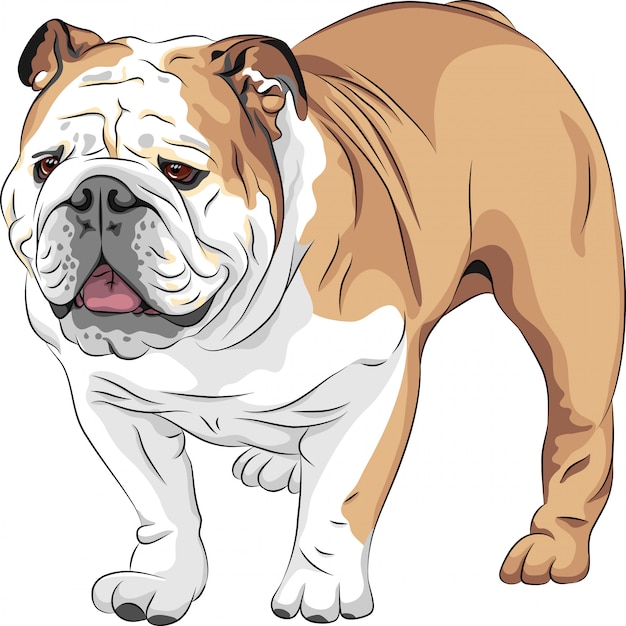 Bosquejo perro raza bulldog inglés