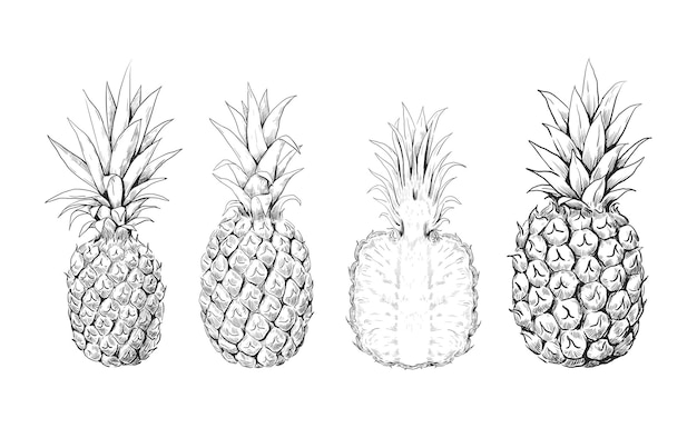 Bosquejo de piña conjunto dibujado a mano de frutas tropicales dulces dibujo de postre exótico grabado de plantas aisladas maqueta de ananas enteras o medias alimentos vitamínicos orgánicos colección de productos vegetarianos vectoriales