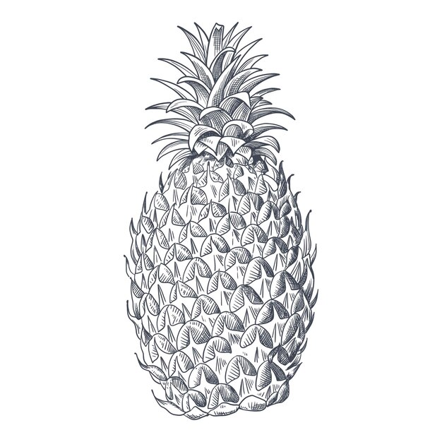 Vector bosquejo de piña dibujado a mano vector blanco y negro dibujado a mano realista