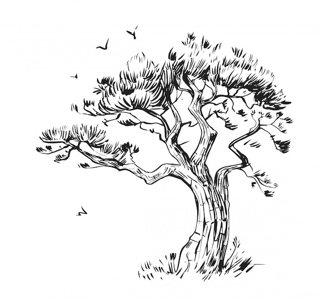 Bosquejo de pino. Ilustración dibujada a mano