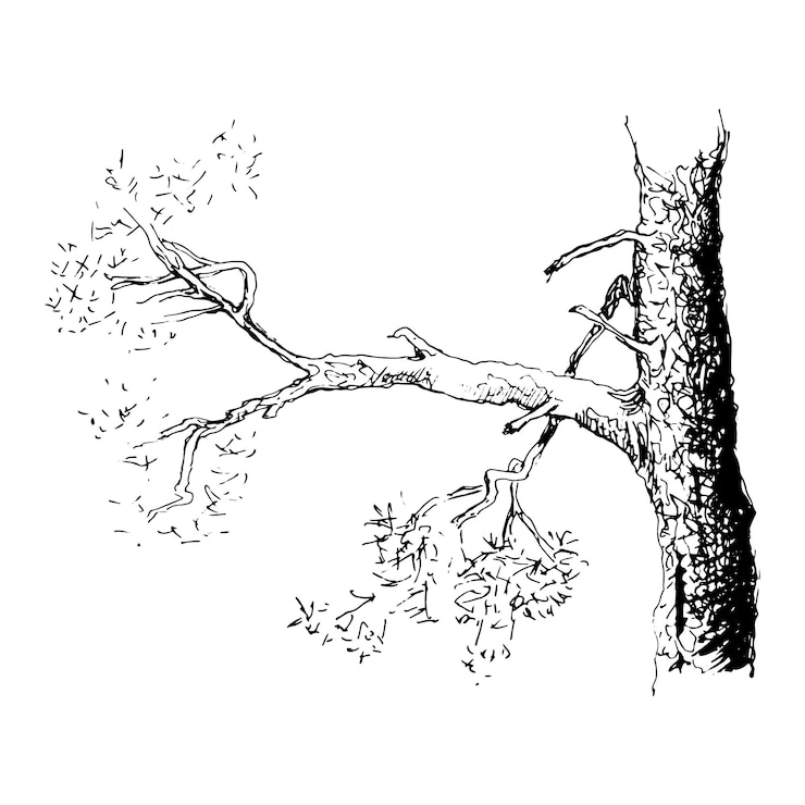 Vector bosquejo de un pino rama de árbol. ilustración de vector de estilo boceto dibujado a mano. aislado sobre fondo blanco.