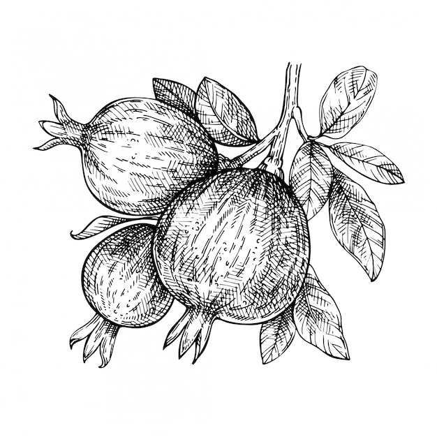 Vector bosquejo de la rama de fruta de granada.