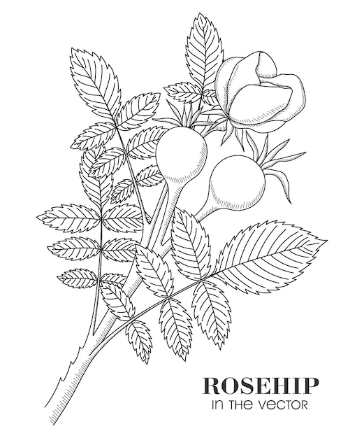 Un bosquejo de las ramas de la rosa salvaje sobre un fondo blanco