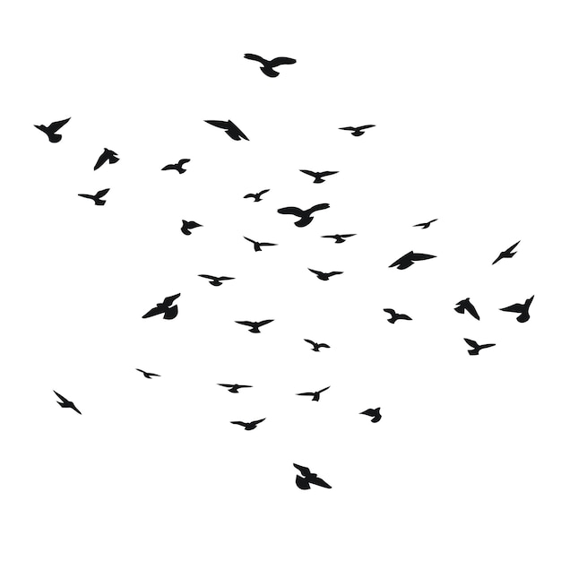 Bosquejo de silueta de una bandada de vuelo de pájaros voladores en diferentes posiciones Vuelo volador de despegue