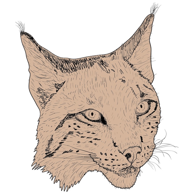 Bosquejo silueta bosquejo cara de lince en la ilustración de fondo blanco