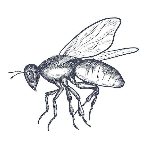 Bosquejo de tinta de avispa vectorial dibujado a mano Abeja abejorro aislado sobre fondo blanco Elemento insecto de la vida silvestre