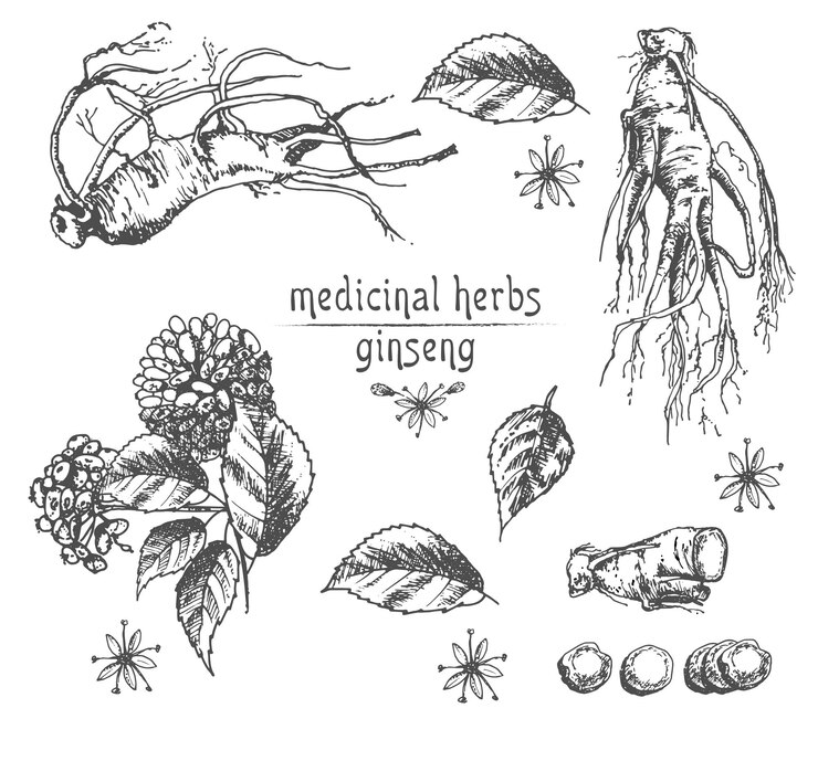 Vector bosquejo de tinta botánica realista de flores de raíz de ginseng y bayas aisladas en la colección de hierbas florales blancas planta de medicina tradicional china