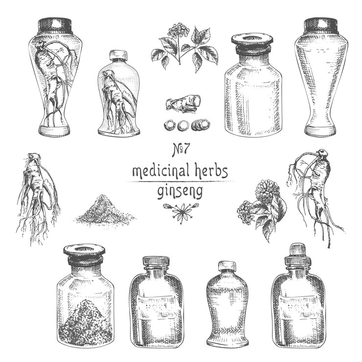 Vector bosquejo de tinta botánica realista de ginseng raíz flores bayas botella mortero aislado sobre fondo blanco colección de hierbas florales