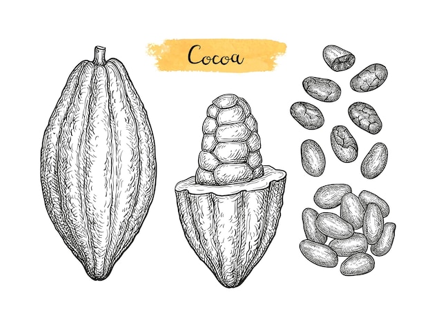 Bosquejo de tinta de cacao
