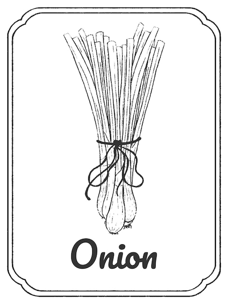 Bosquejo de tinta de cebolla aislado sobre fondo blanco ilustración de vector dibujado a mano esquema monocromo de garabato vegetal de hierbas