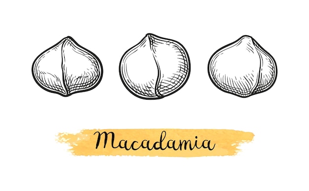 Bosquejo de tinta de Macadamia. Ilustración dibujada a mano.