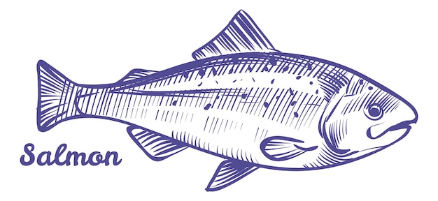 Bosquejo de tinta de salmón Animal marino Pez marino
