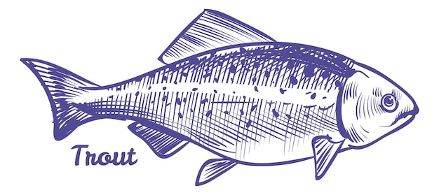 Bosquejo de trucha Char fish en estilo dibujado a mano